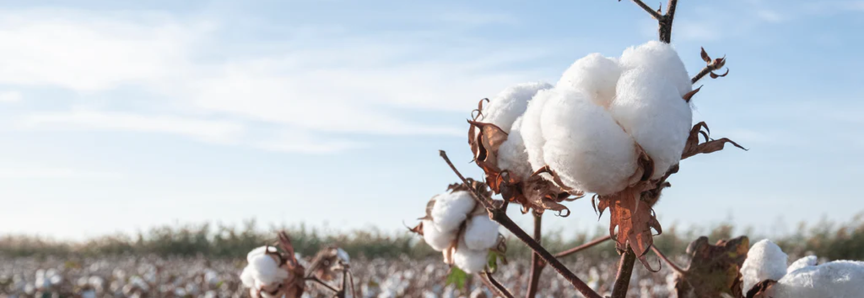 Cotton field under blue sky